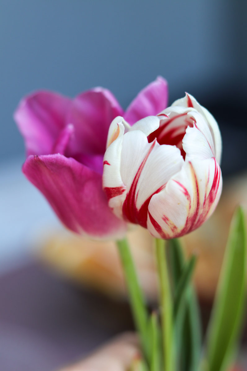 Tulpen