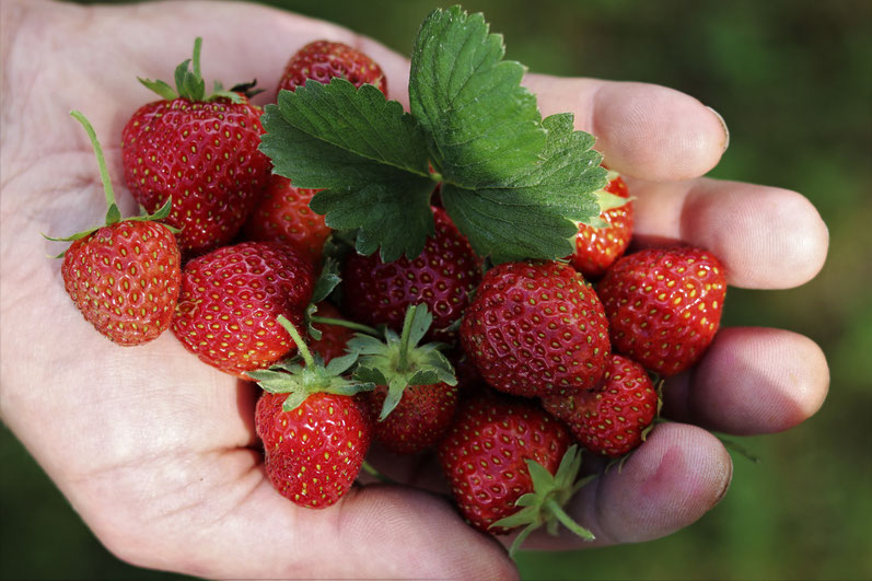 Erdbeeren aus dem Garten