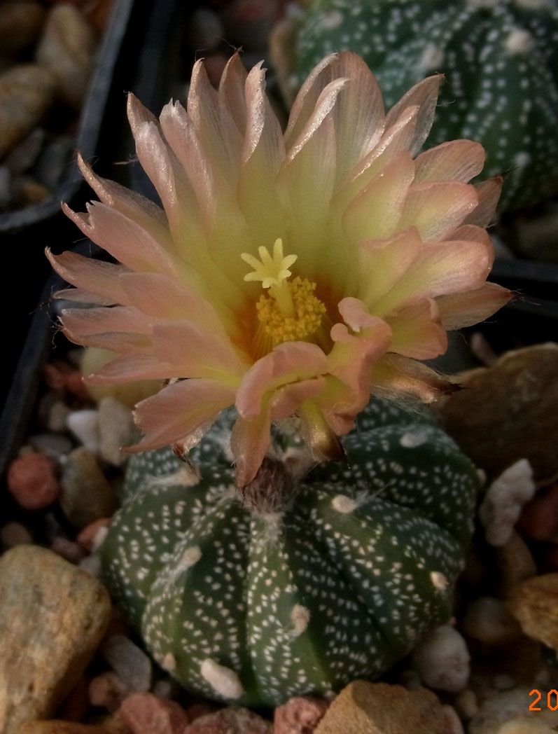 Astrophytum multi-Hybride