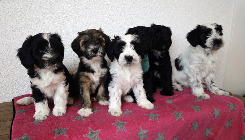 Ri-mo, Ra-ja, Rani, Mo-mo, Aslan und Buddha mit 9,5Wochen