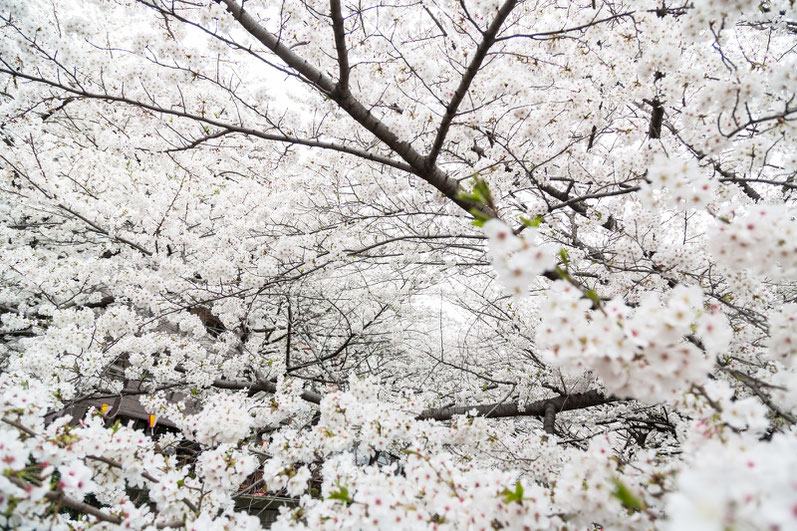 名古屋城＿桜まつり