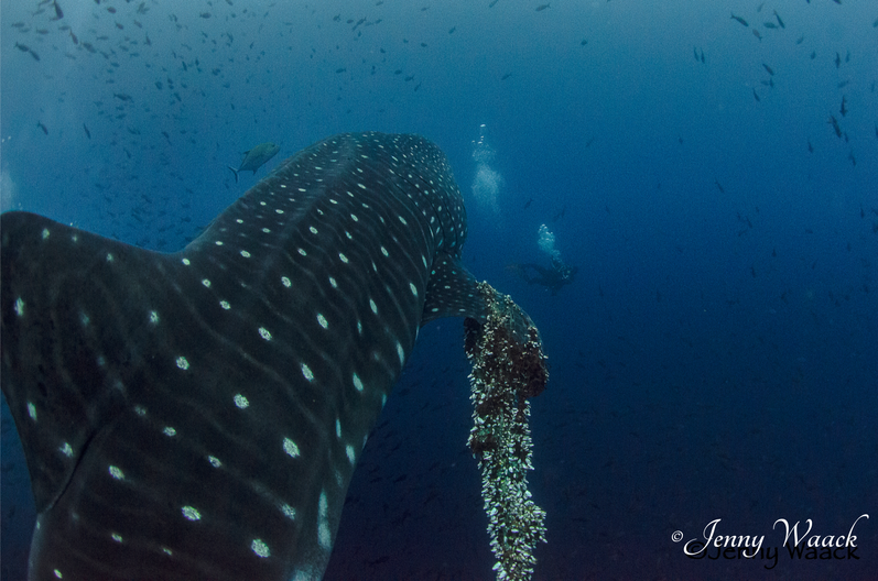 Photo of a whale shark swimming away from the camera, it's right fin in covered in barnacles