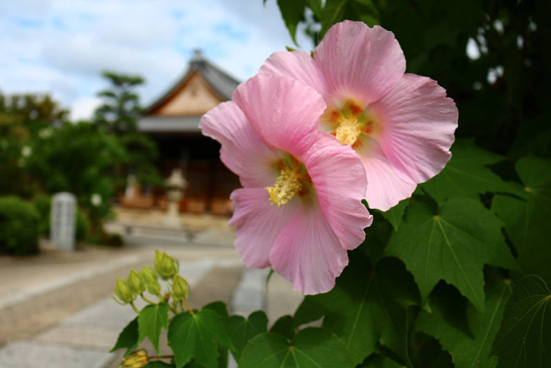 京都市下京区四条烏丸にあるメンタルクリニック、うつ度チェックをやってみましょう、芙蓉