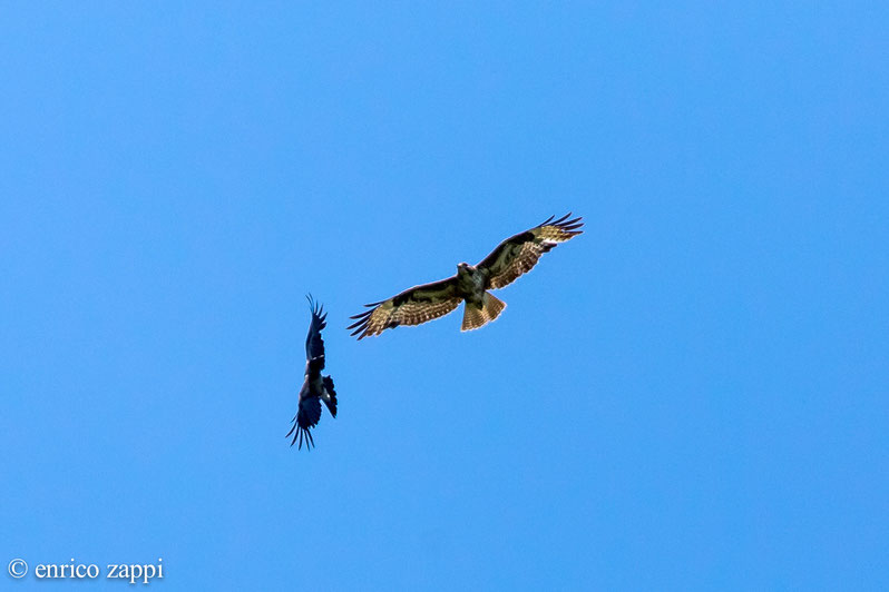 Falco Pecchiaiolo sottoposto a mobbing da corvide