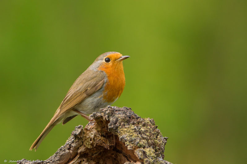 Rouge gorge familier 