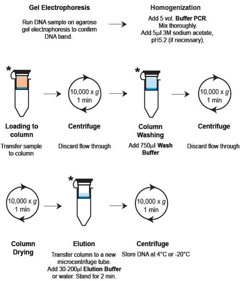 PCR Cleanup Isolation kit for PCRProducts GeneON BioScience