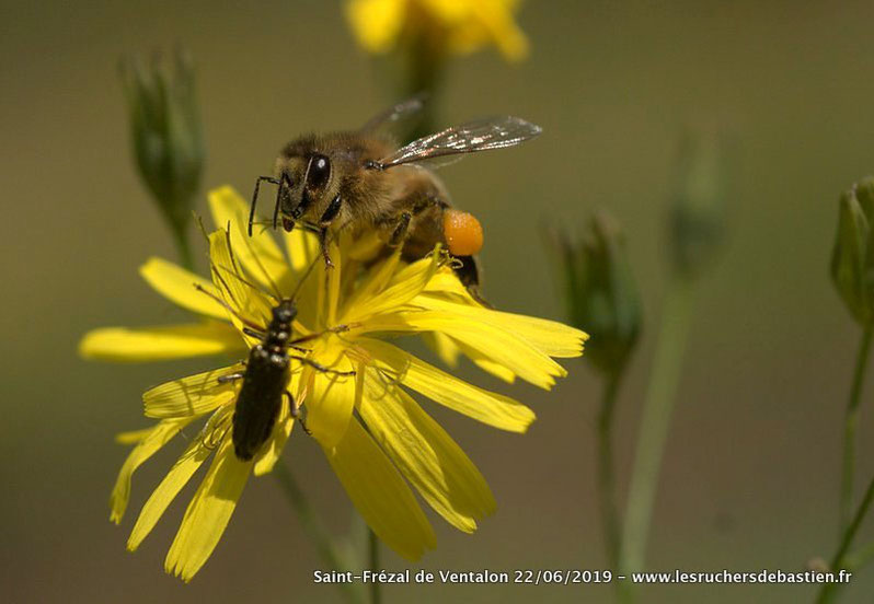 lapsana communis-Apis mellifera-Coleoptere Oedemera, Cévennes, Lozère