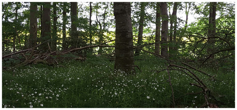 Bild von Buchenwald im Fühling es ist im Hintergrund eine sonnige Wiese zu erahnen unter dem Bild kann über einen Button links unter dem Bild das Vogelgezwitscher angehört werden welches hier auch aufgenommen wurde