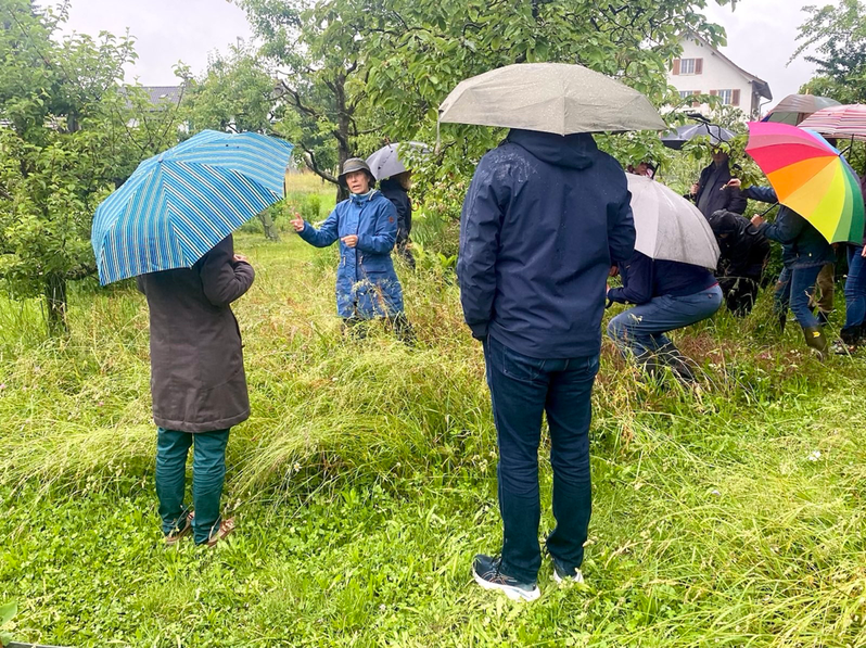 Wildkräuterführung in einem wunderschönen Park in Benken