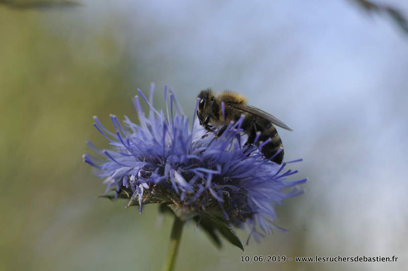 Abeille et jasione montana, Cévennes