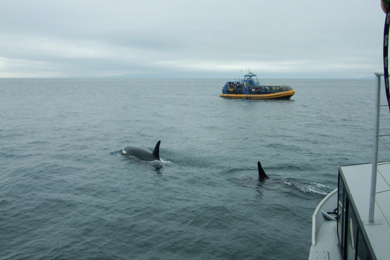 Einige Orca-Gruppen (Pods) leben ständig im Seegebiet vor der Fraser-Mündung. (Foto: Sirak)