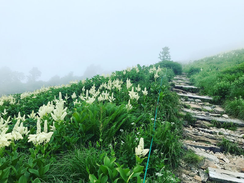 種池山荘手前のお花畑。コバイケイソウ。