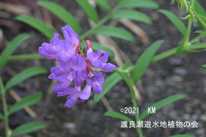 渡良瀬遊水地に生育しているツルフジバカマの画像その２