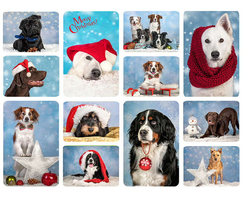 Weihnachts-Hundefotografie Studio Berlin – Petra Borger Tierfotografin