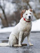 Belka 4/25