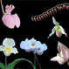 https://www.healingorchids.com/, orchidées, babapoule, Don Dennis, elixirs floraux