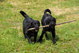 deux chiens labrador noirs jouent et tiennent un bâton dans leur gueule par coach canin 16 éducateur canin en charente 