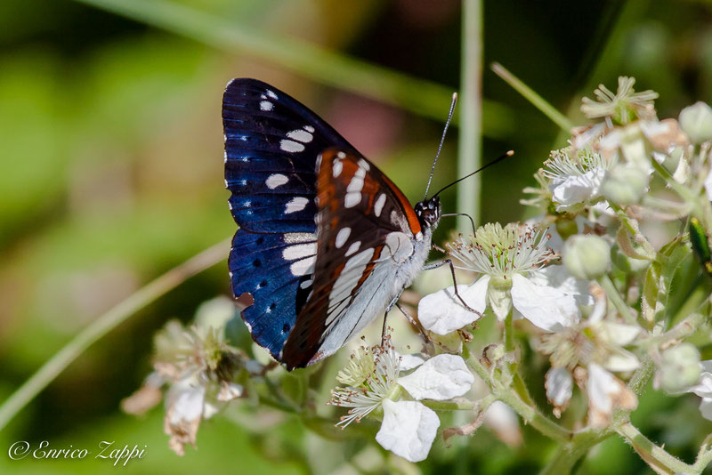 ( Limenitis reducta – Staudinger, 1901 )  Silvano Azzurro una farfalla nostrana da preservare!