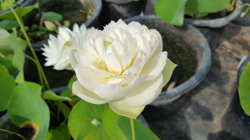 Nelumbo Bai Mudan White Peony