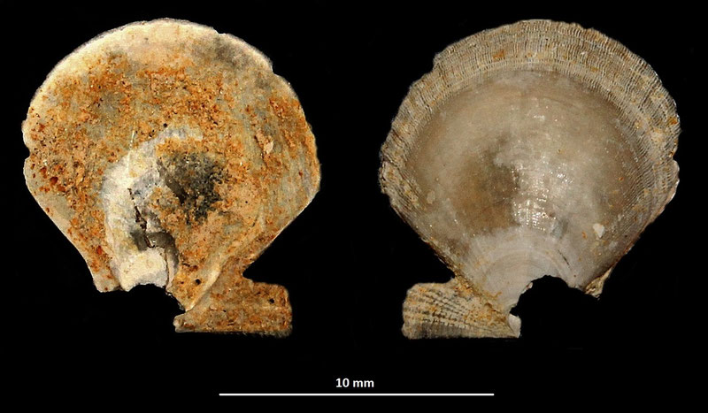 Palliolum tigerinum, sabbie ad echinodermi di Tarquinia (VT)