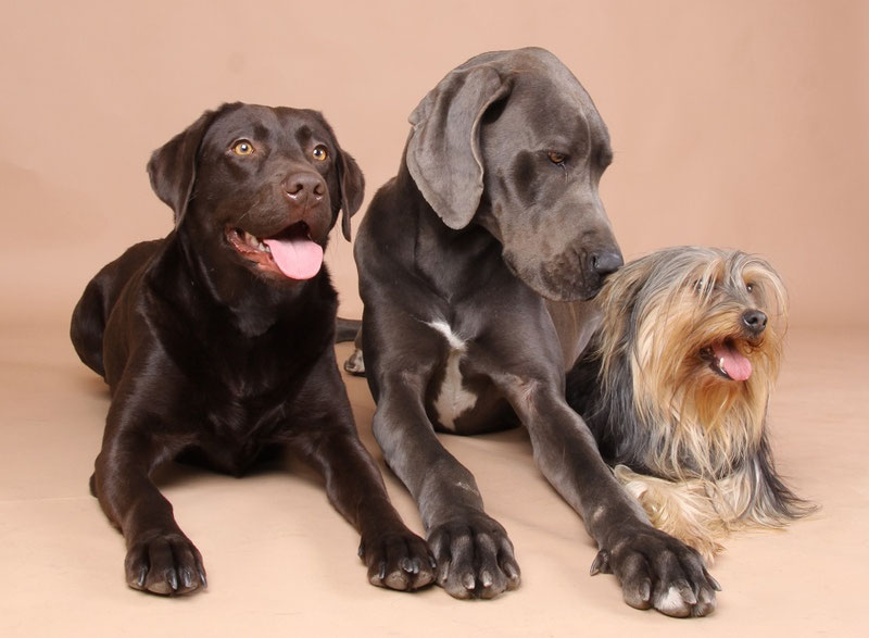 Hundepension Jana Waldek