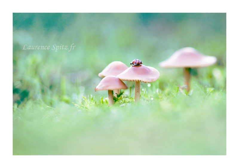 MG0732 • Le petit chaperon rouge •