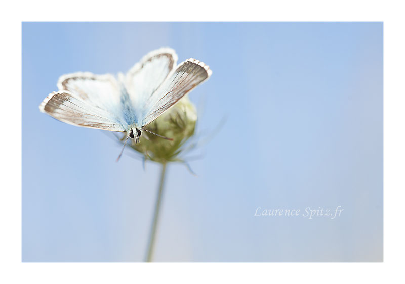 • Azure • (Azuré)