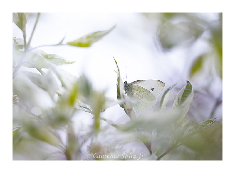 MG9516 • Mimétisme •
