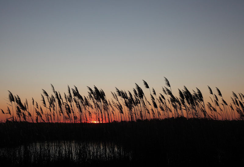 Image de Camargue.