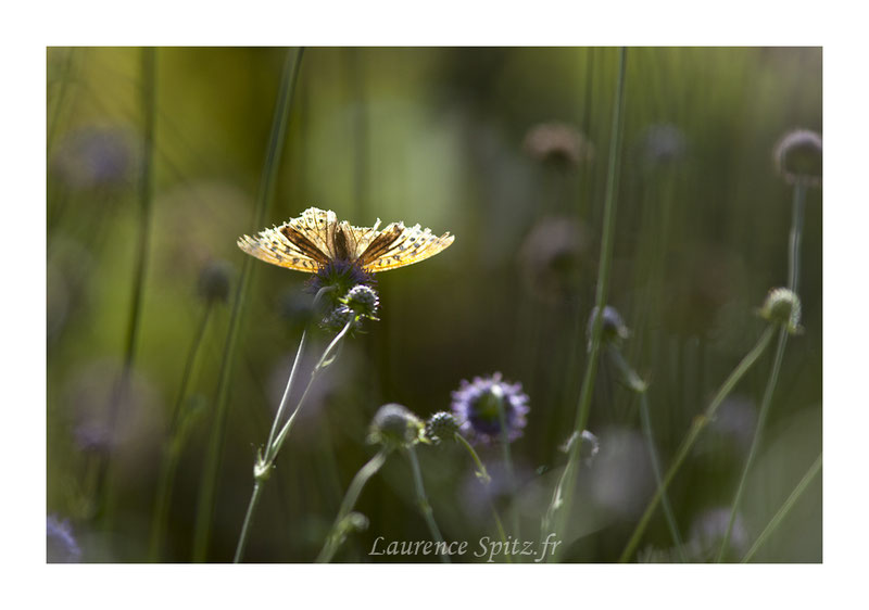 • The light • C'est la fin pour ce beau papillon mais une fin sous les feux dela rampe !