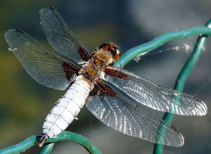 Libellule / Dragonfly / Photo de Crystal Jones