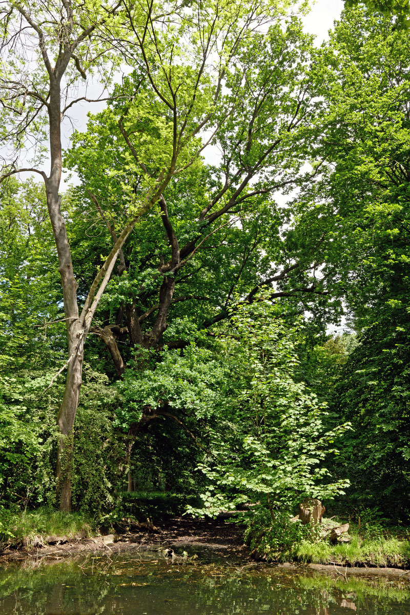 Kaakeiche im Schlosspark Wolfsburg