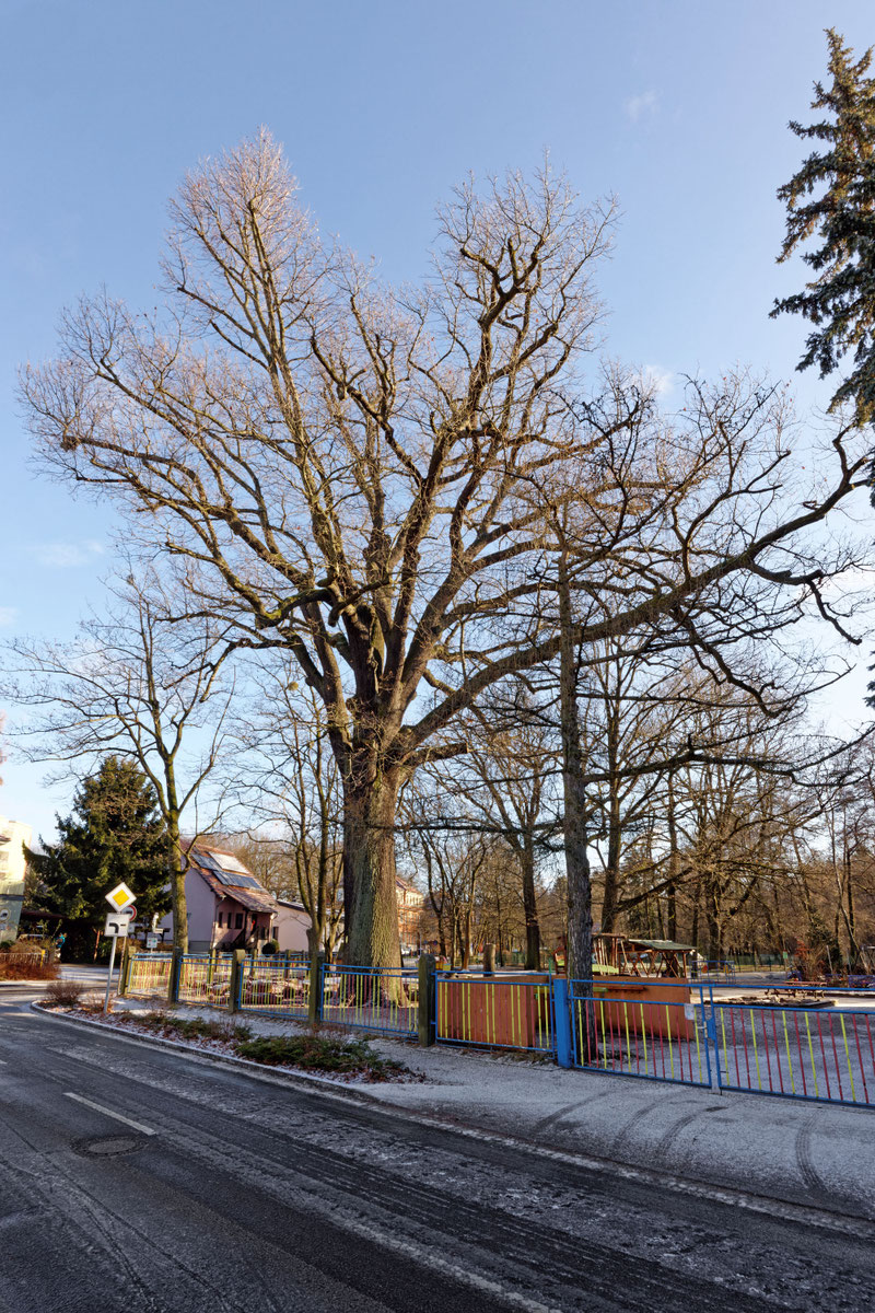 Müllereiche in Arnsdorf