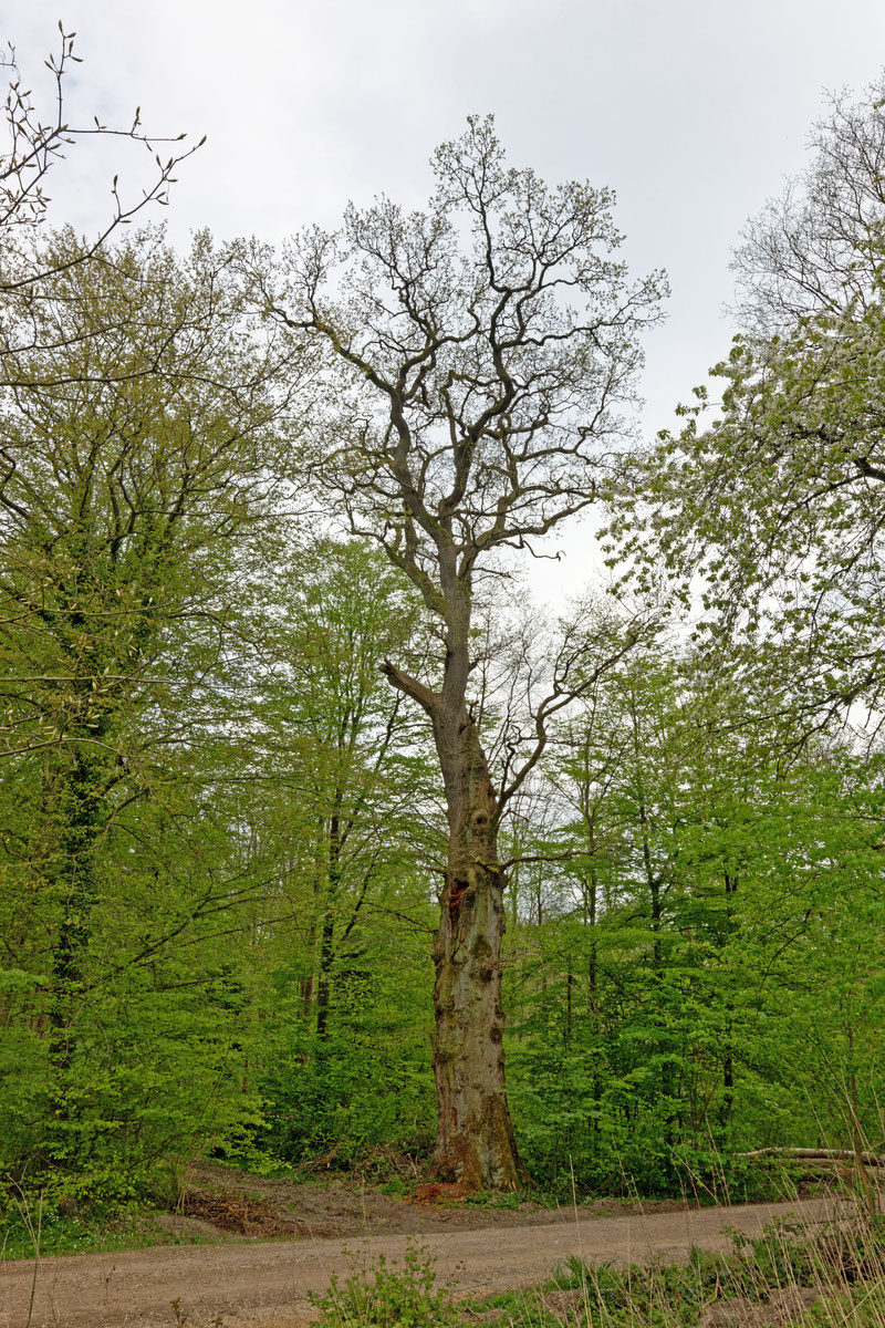 Eiche bei Groß Disnack