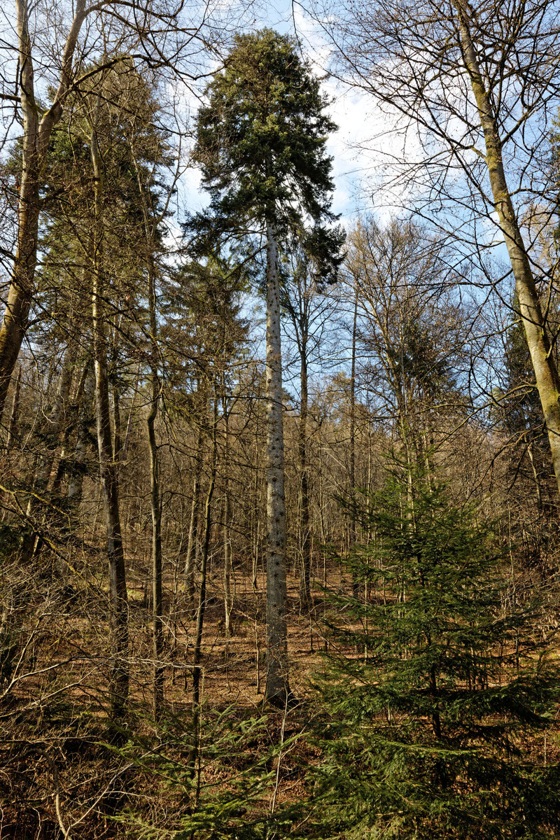 Große Wolfstanne bei Schneeberg