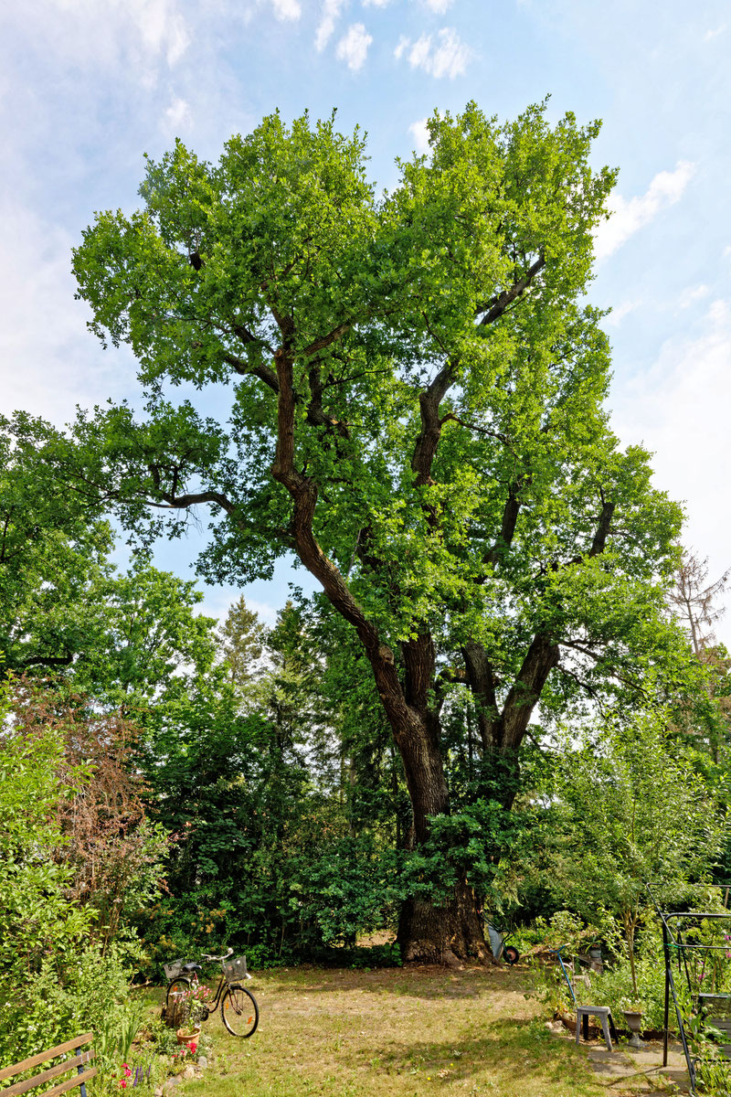 Eiche am alten Forsthaus in Baruth