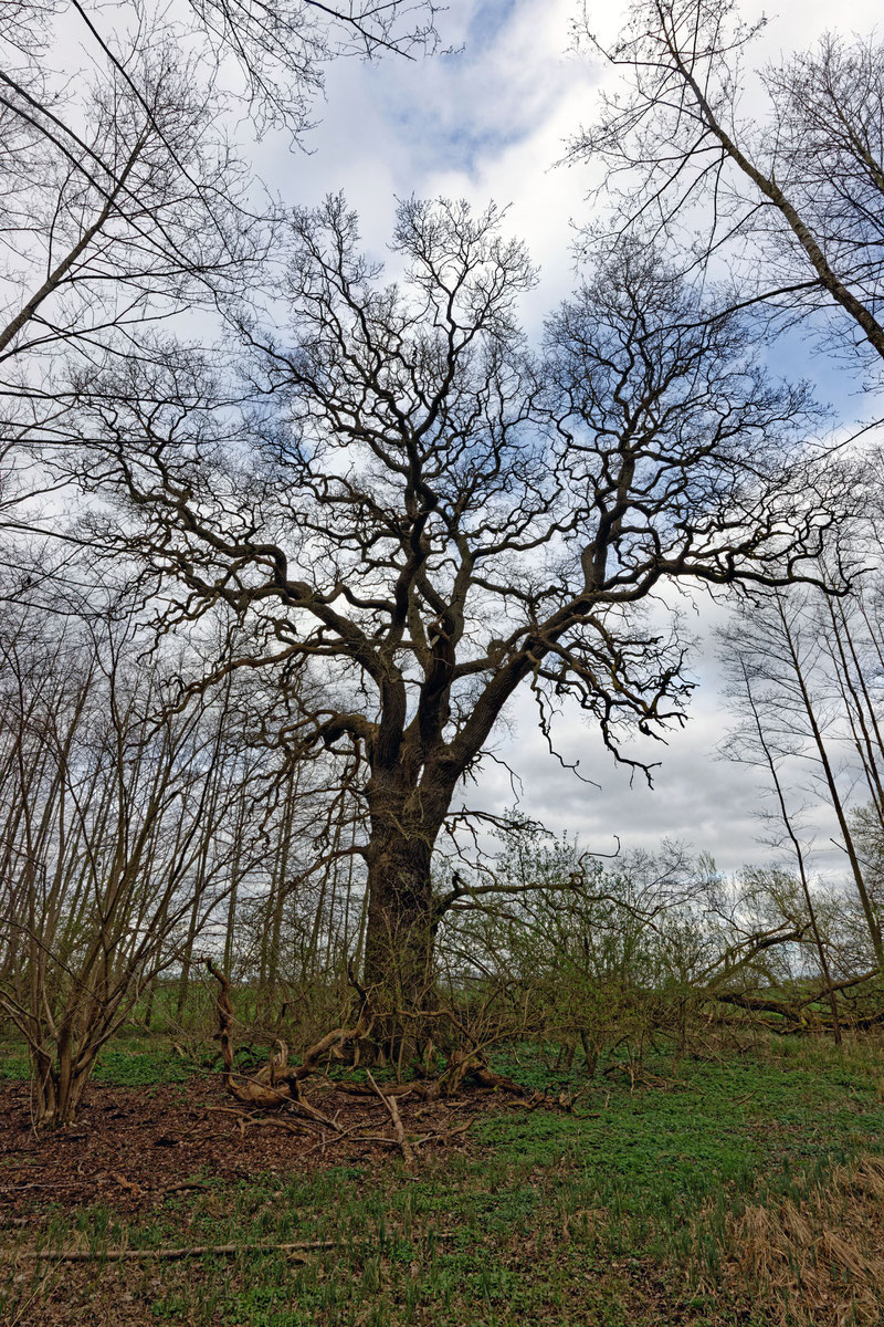Eiche bei Groß Methling