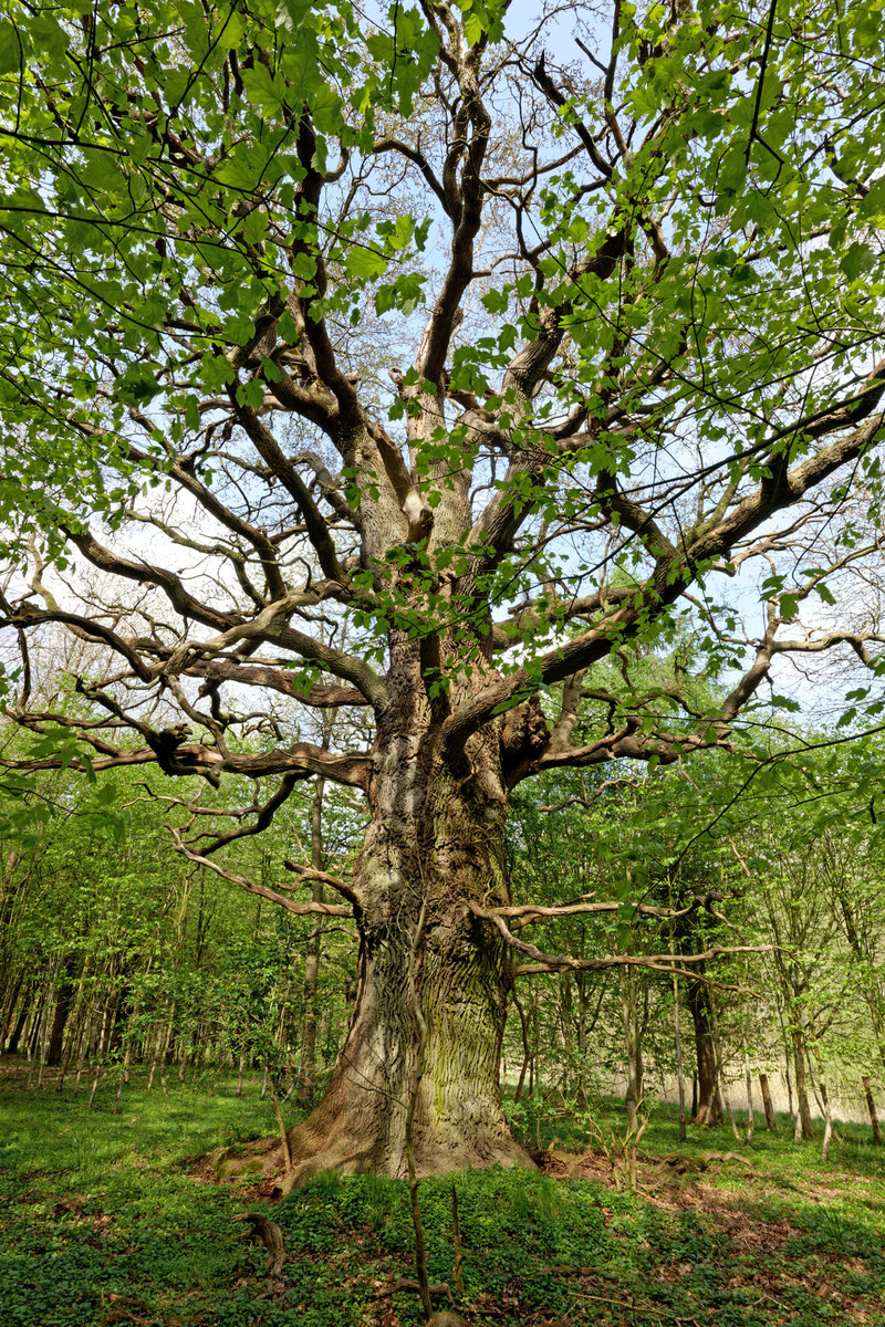 Eiche im Gehege Flehm bei Dobersdorf