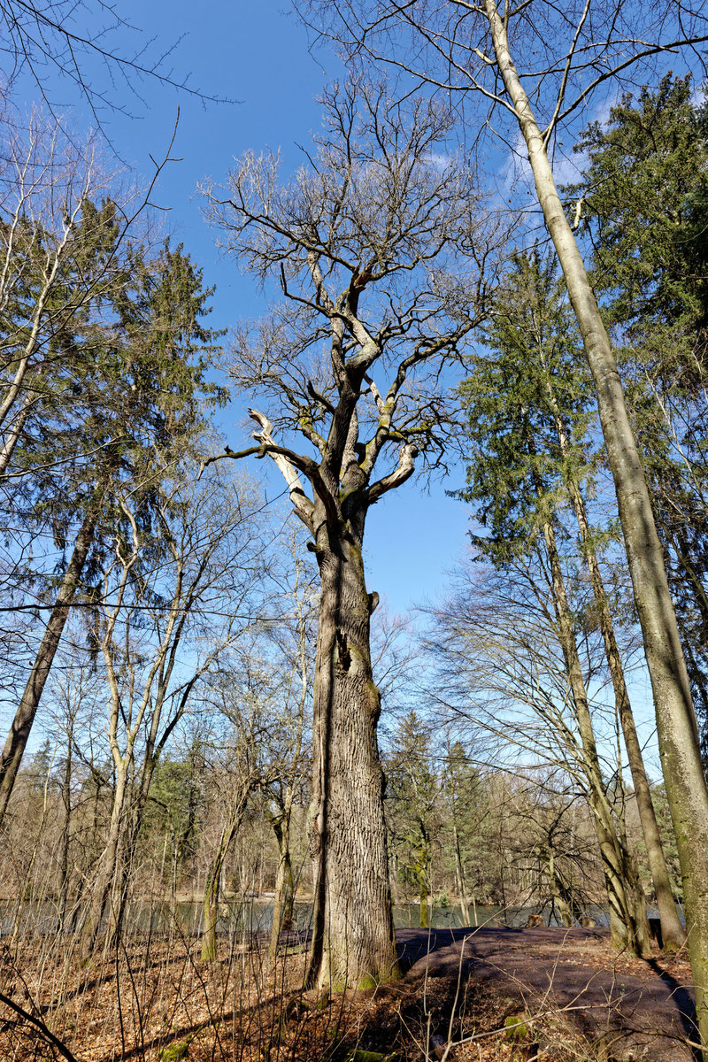 Pfaffeneiche im Rotwildpark Stuttgart bei Stuttgart