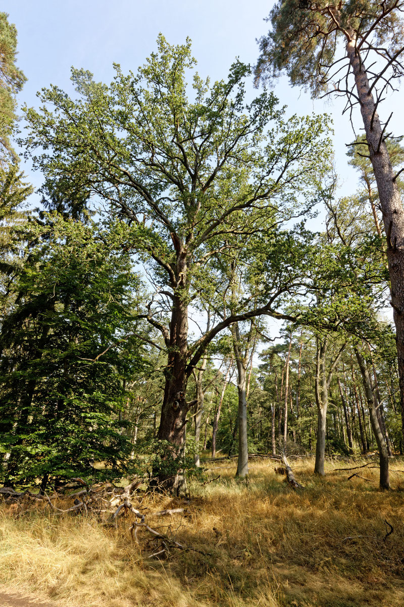 Eiche bei Liebenberg