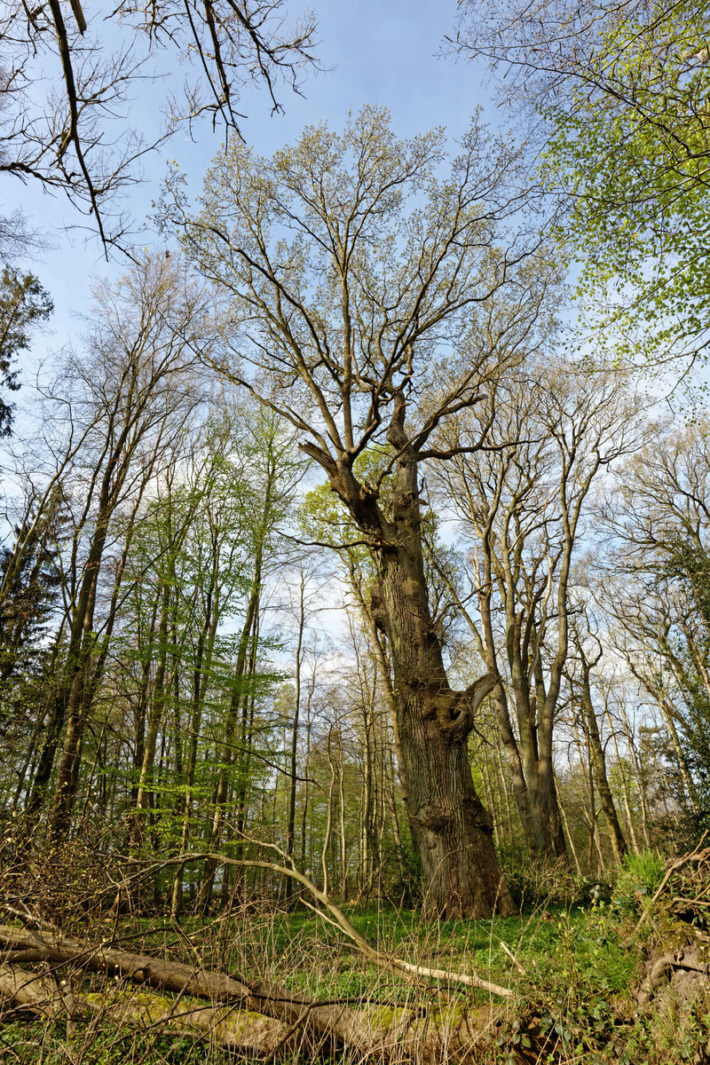 Eiche bei Pratjau
