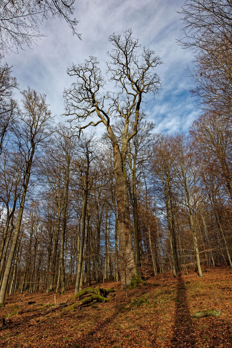 Traubeneiche im Rohrbrunner Forst