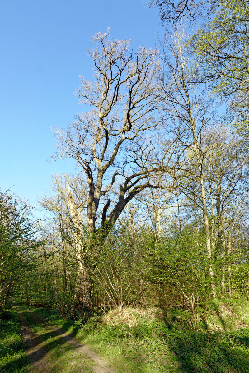 Bräutigamseiche bei Kasseedorf