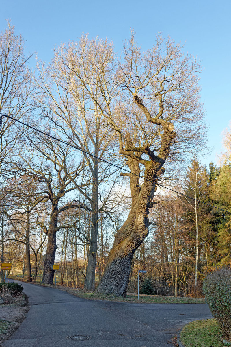 Eiche in Gaußig