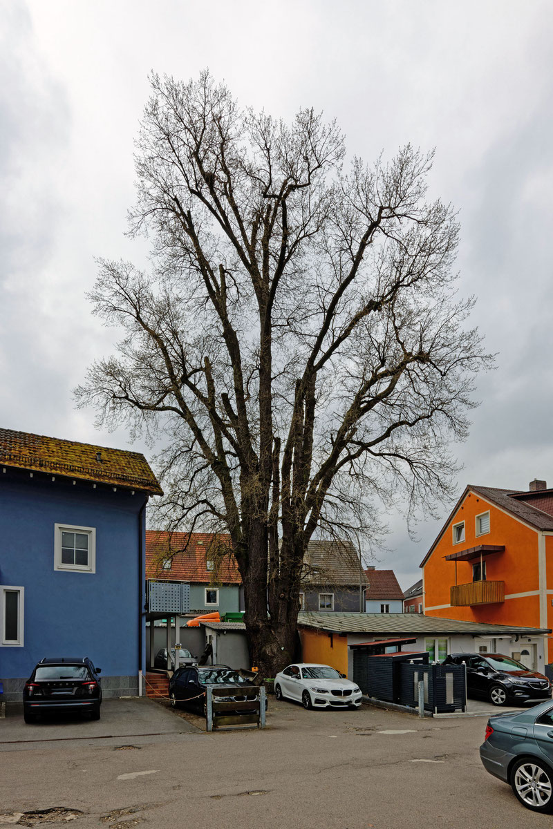 Hackbarth-Eiche in Teublitz