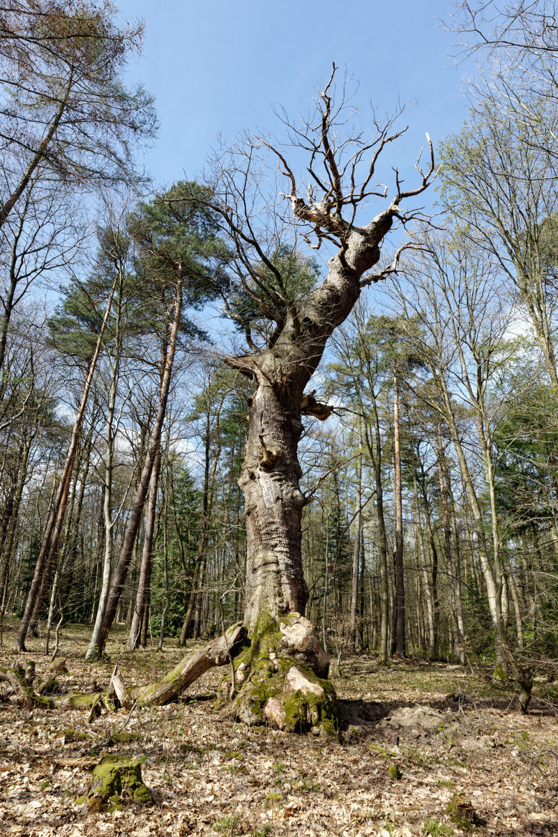 Wilddiebseiche bei Langenholzhausen
