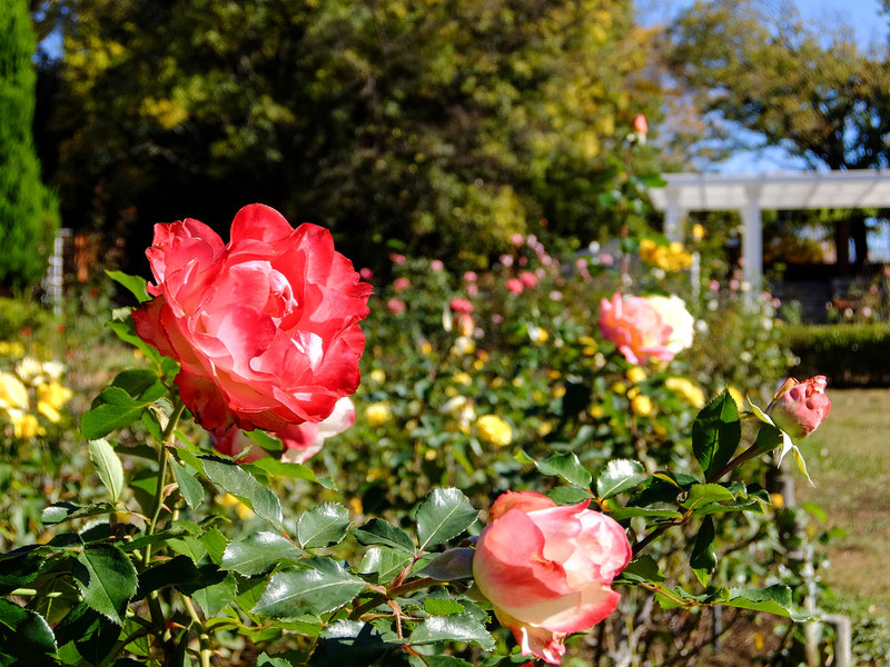 総合レクリエーション公園の秋バラ