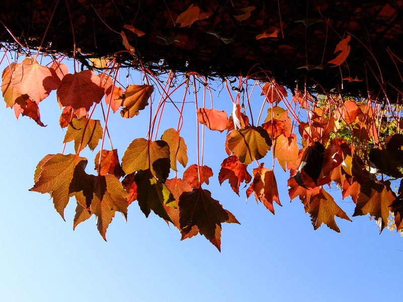 紅葉したツタと青空