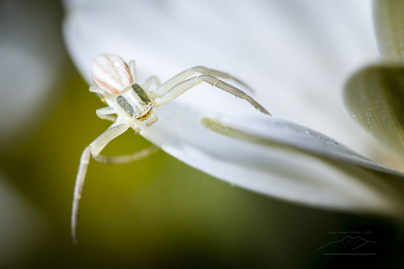 Macro photo d'une thomise sur le bord d'un pétale par Guilhem MANZANO photographe de nature