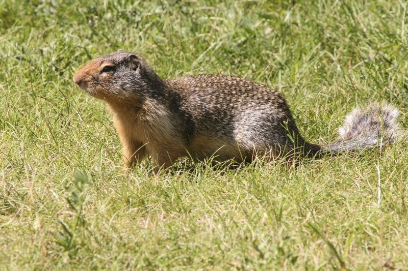 Das Columbia-Ziesel (Columbian Ground squirrel) lebt in Kolonien und ist sehr sozial.